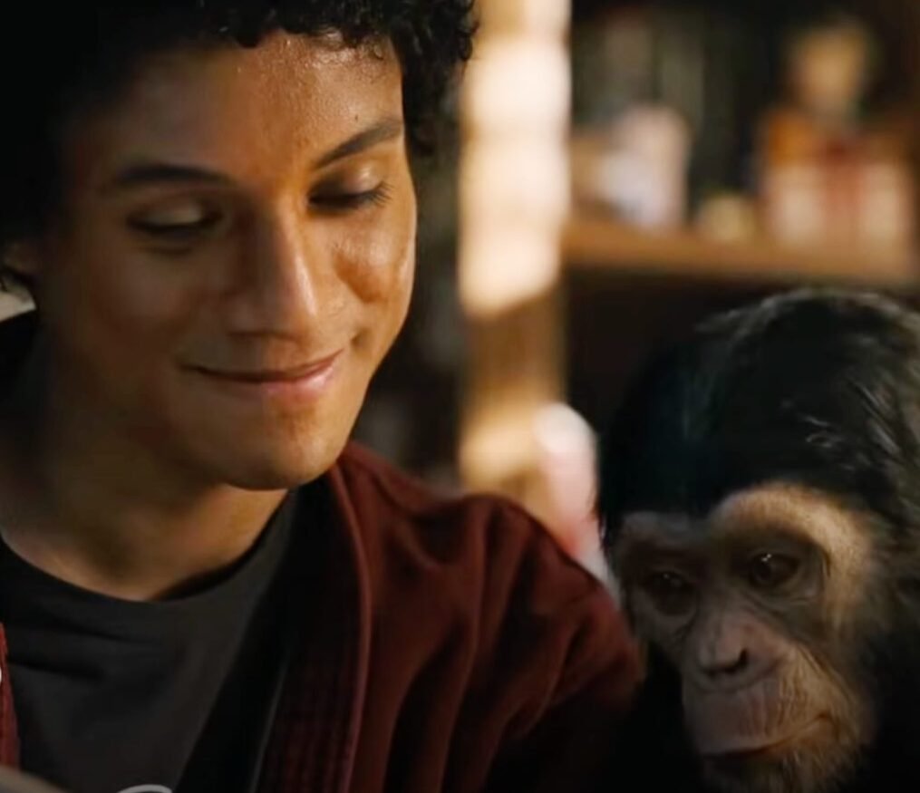 Bubbles, o chimpanzé de Michael Jackson, está com 43 anos; confira sua rotina atual