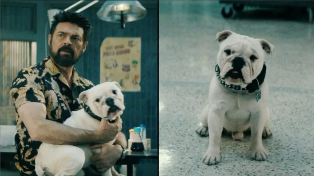 Cachorro de Butcher em The Boys morre dias após concluir gravações da última temporada